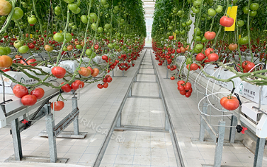 Nuestro invernadero de tomates está instalando cortinas húmedas.