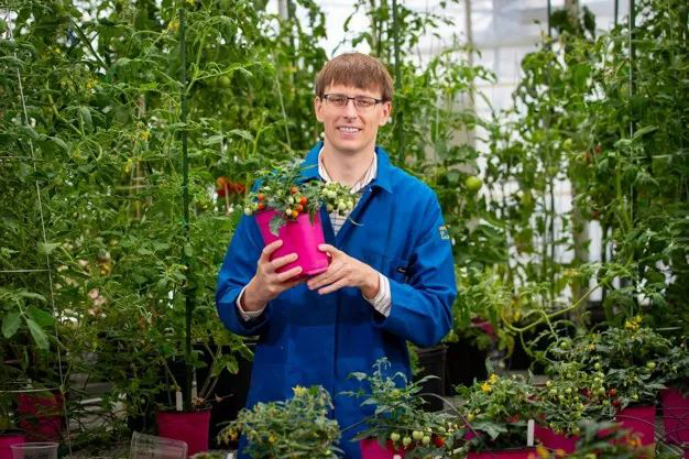 Se espera que los primeros tomates cultivados en el espacio se cosechen a principios de 2025