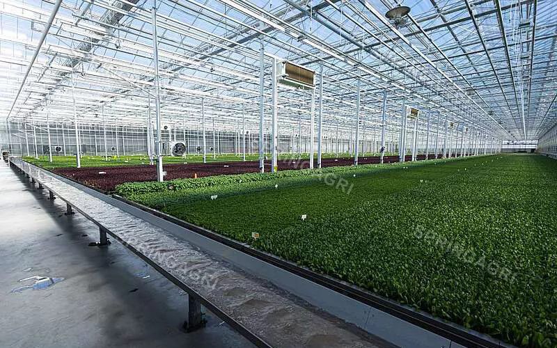 Solución de invernadero: un enfoque sostenible para la agricultura