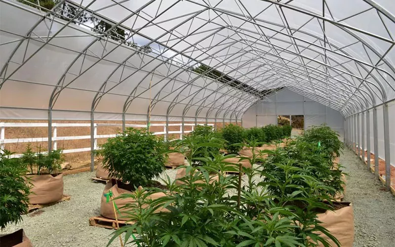 Medical Cannabis Film Greenhouse: un cambio de juego en la industria