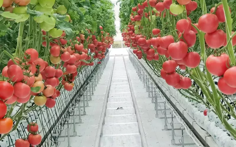 Invernadero de pepinos y tomates