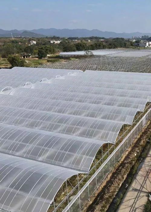 Invernadero de pepinos y tomates.