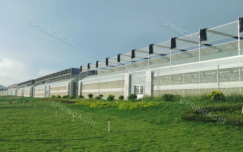 Gran escala con invernadero vegetal de plástico multispan de bajo costo