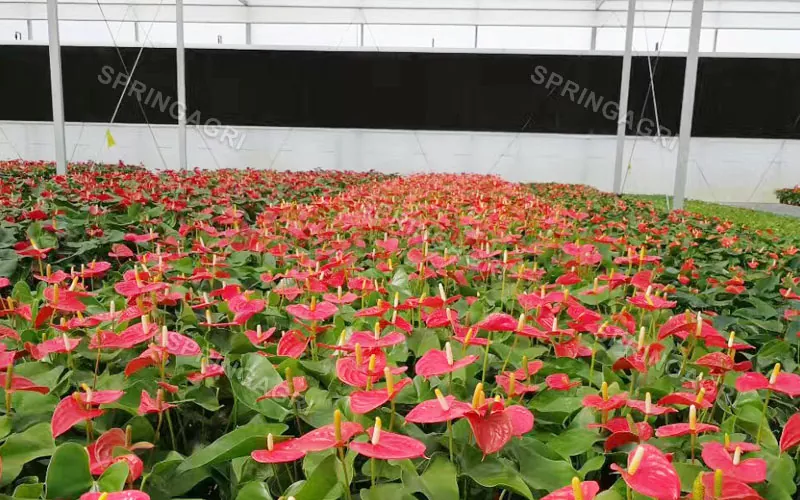 Invernadero de Anthurium multispan en venta