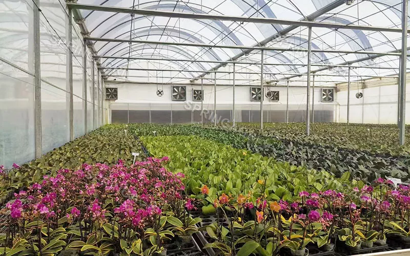 Invernadero de orquídeas Phalaenopsis multispan a la venta