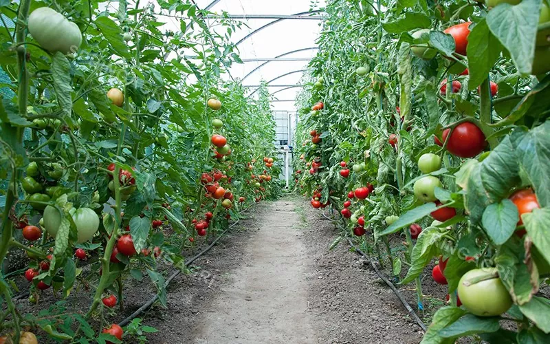 Invernadero de tomate de plástico multispan