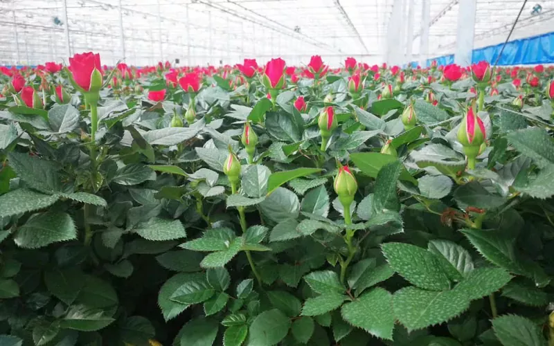 Invernadero de rosas y tulipanes