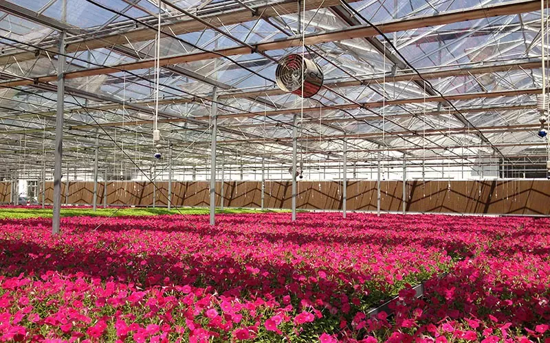 Invernadero de flores de vidrio templado y flotado