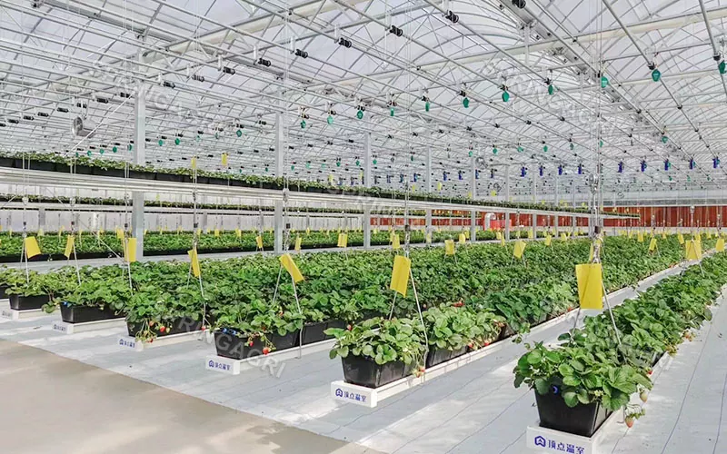 Invernadero de fresas de plástico de varios tramos para agricultura